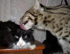 开云体育APP下载-90分钟战争，当足球成为乌克兰强行终结瑞士的地缘隐喻