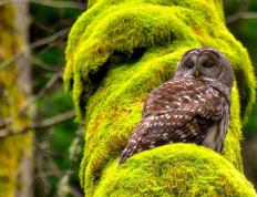 开云体育平台APP-拉文末节统治比赛，篮网力克黄蜂锁定胜局