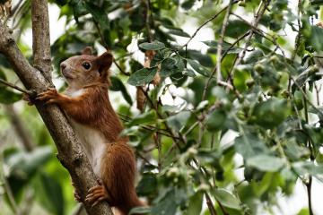 开云体育官网-拉什福德的救赎，莱比锡红牛对阵罗马的欧战奇迹