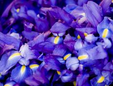 开云下载-魔笛吹散天山云，将军解甲归故里