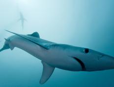 开云体育官方网站-浓眉撕裂天空！灰熊逆袭公牛的终极密码