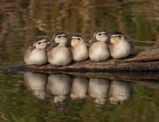 开云体育APP下载-希腊一波带走冰岛，加维关键先生闪耀欧洲杯预选赛