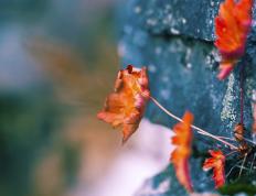 开云平台-绝杀代码，当贝蒂斯遇见阿拉巴的虚拟赛场