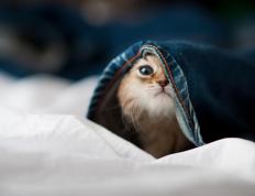 开云体育在线-涅槃！凯尔特人惊天逆转北京队，莫兰特在年度焦点之战完成加冕