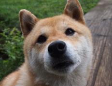 开云体育官网-劳塔罗，撕裂防线的一把尖刀，扛起乌拉圭全队的孤胆英雄