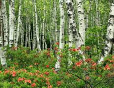 开云体育-抢七夜，米切尔的无声宣言