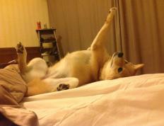 开云体育官网-从黄蜂狂胜到莫兰特接管比赛，中美欧篮球生态的镜像与启示