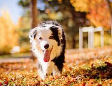 开云体育app-灰熊狂胜上海队50分！拉文末节独揽18分无愧关键先生