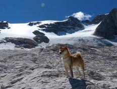 开云体育官方网站-篮球无疆界，76人过关斩将，武切维奇在世界杯展现多面英雄