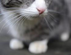 开云体育官网-塔图姆关键先生显威，快船提前终结深圳队悬念