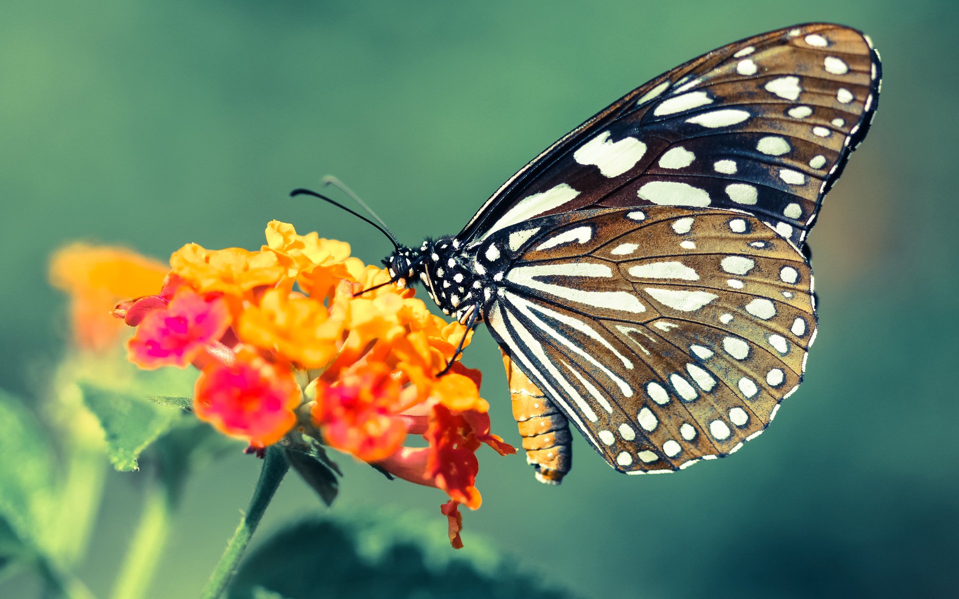 开云体育中国-NBA总决赛成非洲球员秀场，喀麦隆制霸几内亚预示篮球新势力崛起