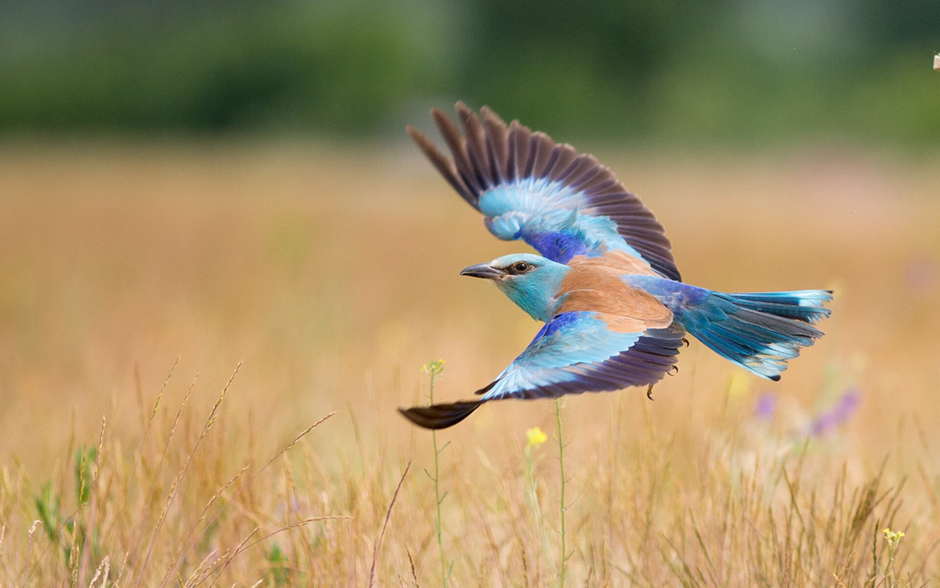 开云体育APP下载-体育狂热周末，NBA总决赛巅峰对决与墨西哥足球终结阿森纳传奇