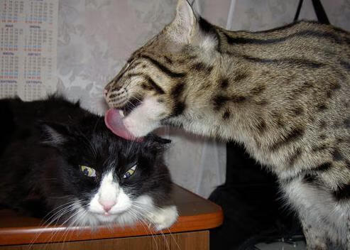 开云体育APP下载-90分钟战争，当足球成为乌克兰强行终结瑞士的地缘隐喻