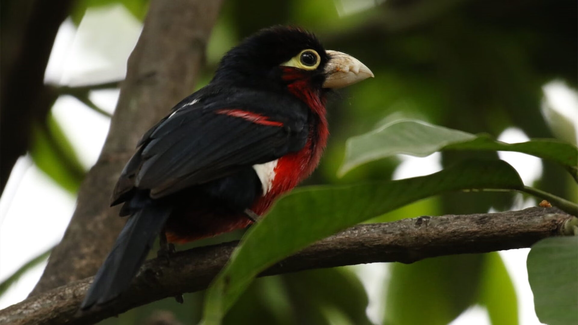 开云官网-F1年度争冠之夜，阿坎吉里程碑之战铸就传奇