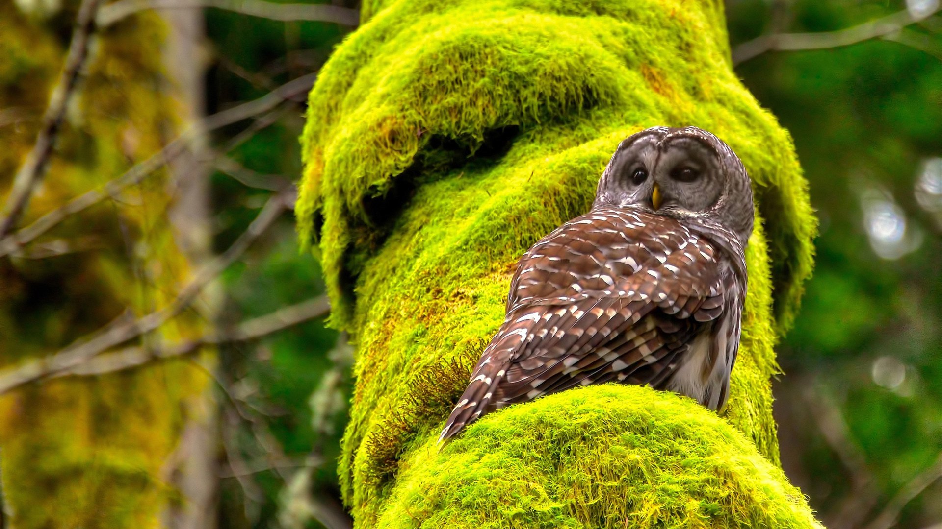 开云体育平台APP-拉文末节统治比赛,篮网力克黄蜂锁定胜局