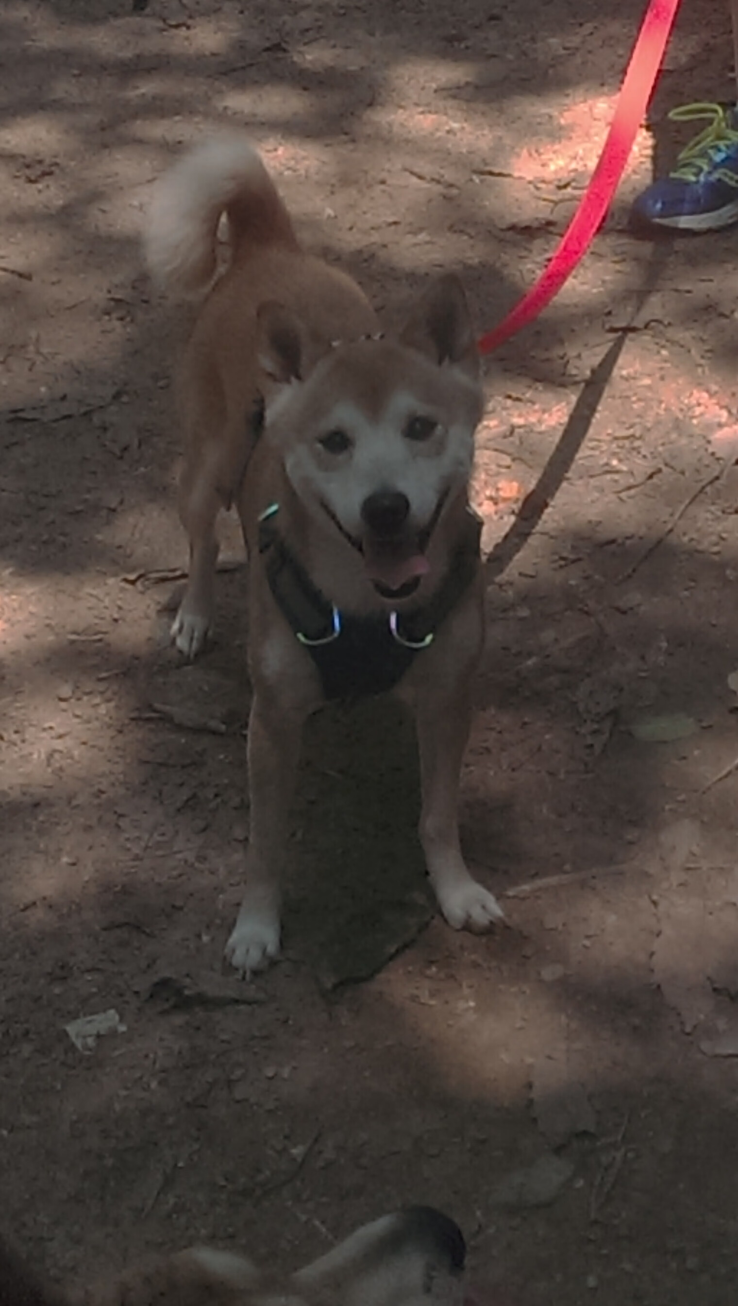 开云体育登录-皇马战术压制多特蒙德，欧冠淘汰赛焦点战的智慧与执行