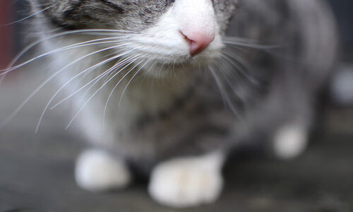 开云体育官方网站-苍穹之鹰撕裂天山防线，英格拉姆高能输出诠释何为巨星时刻