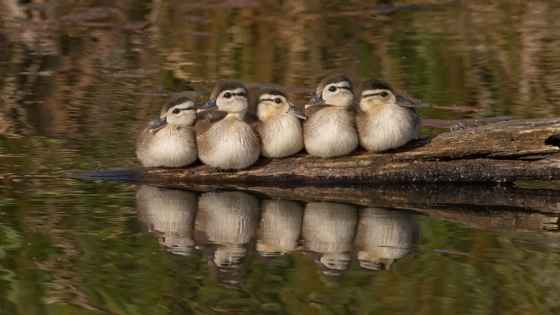开云体育APP下载-希腊一波带走冰岛,加维关键先生闪耀欧洲杯预选赛