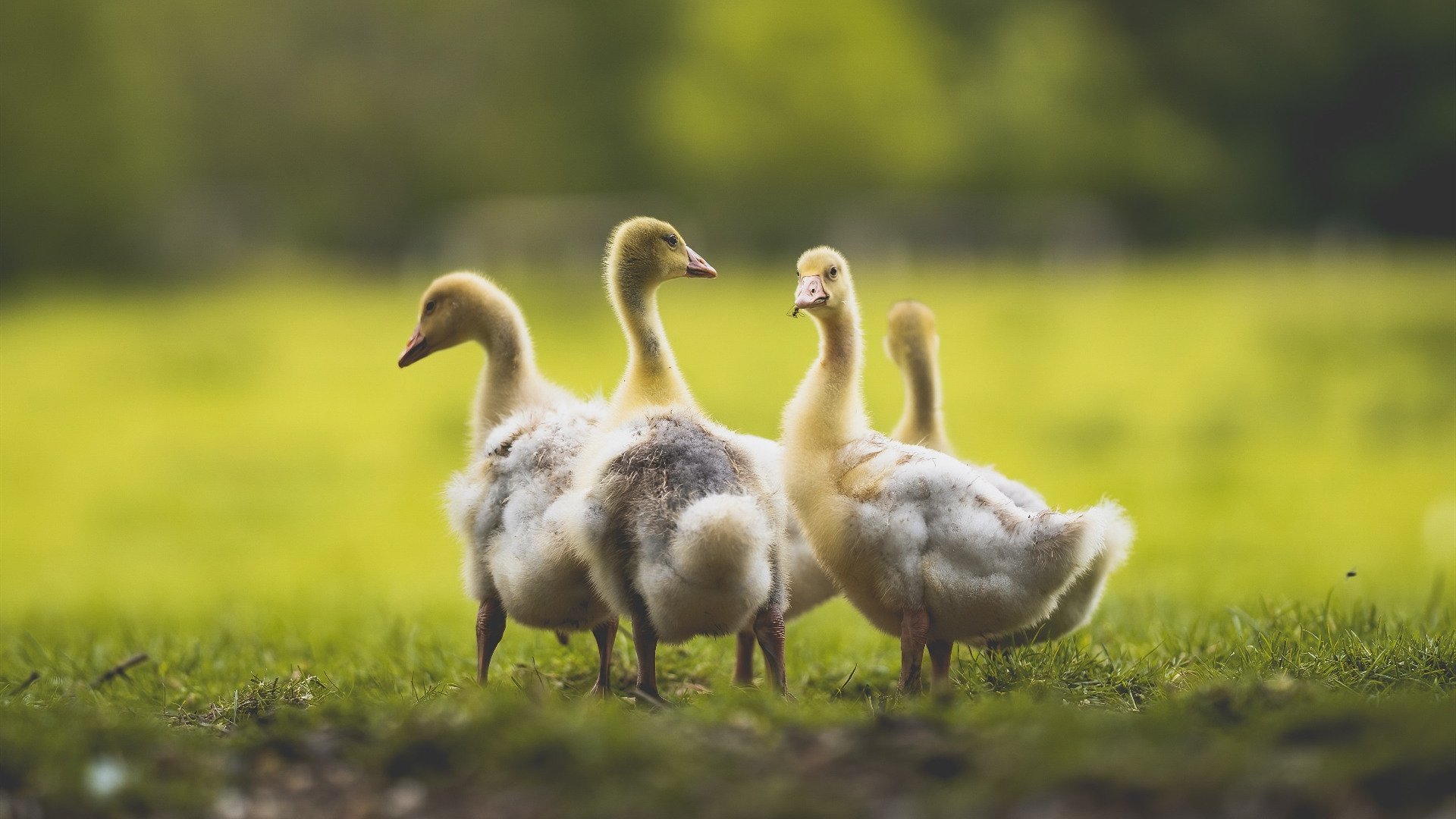 开云体育APP下载-独步天下！巴尔韦德爆发引领乌拉圭打穿奥地利钢铁防线