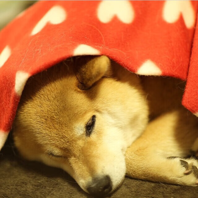 开云体育下载-奥纳纳的魔法，一记世界波如何将雷恩推向胜利，让厄瓜多尔陷入沉思