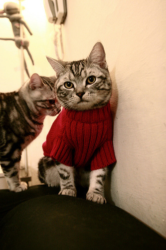 开云体育官方网站-一剑封喉！基耶萨里昂救主终结冰岛神话，意大利的世界排名争夺战迎来新王